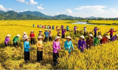 Giá lúa gạo hôm nay 1/6: Lúa thơm giảm giá, gạo xuất khẩu vẫn giữ vững