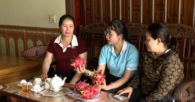 Thanh long ruột đỏ ở xã Quy Mông