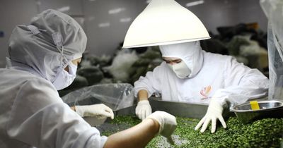Phát triển công nghiệp chế biến, nâng cao giá trị rau, quả tại Lâm Đồng