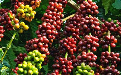 Giá cà phê hôm nay 1/6: Xuất khẩu Robusta toàn cầu lập kỷ lục, Việt Nam tiếp tục dẫn đầu thị phần