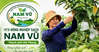 Từ quả ổi VietGAP đến danh hiệu 'Ngôi sao HTX': Hành trình đổi thay của HTX Nông nghiệp sạch Nam Vũ
