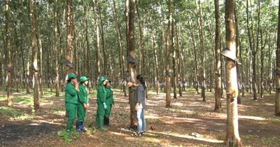 Nông sản Việt cần 'lá chắn dữ liệu' để vượt hàng rào EUDR