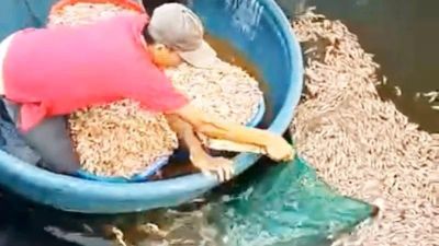 Nghi bị đầu độc, tôm chết nổi trắng mặt hồ ở Quảng Trị