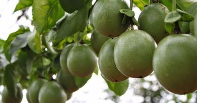 Loại quả leo bờ rào nay thành đặc sản giá 90.000 đồng/kg, trồng một lần ở ban công sẽ cho quả từ năm này qua năm khác