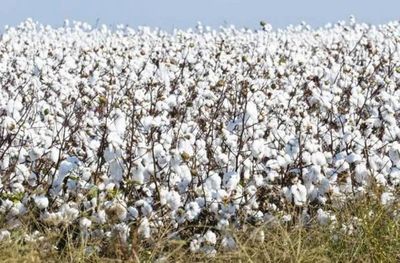 Hoa Kỳ triển khai kế hoạch phục hồi ngành bông giữa áp lực thua lỗ kéo dài