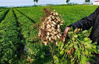 Hai giống lạc mới cho năng suất vượt đối chứng tới 31%, tăng hiệu quả kinh tế cho nông dân