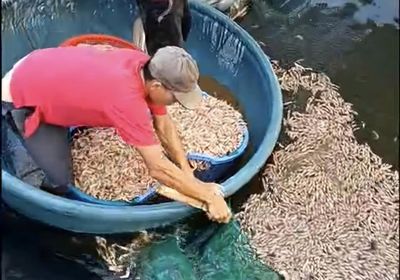 Phát hiện 8 túi lạ dưới đáy ao, công an điều tra vụ tôm chết hàng loạt