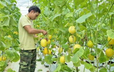 Khi nông dân Thủ đô đồng hành cùng nông sản sạch