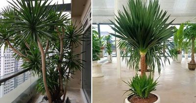Top cây cảnh 'quốc dân' size lớn được giới nhà giàu săn đón: Nhà bạn có chưa?