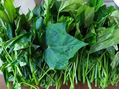 Cây rau mì chính có tác dụng gì?