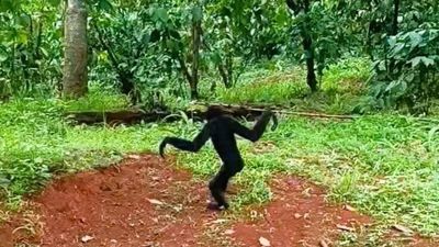 Vượn có tên trong Sách đỏ xuất hiện trong rẫy cà phê ở Đồng Nai