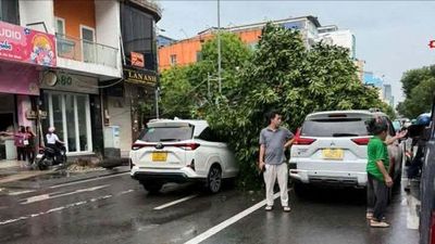 Cây xanh bật gốc đè trúng 2 ô tô ở TP.HCM