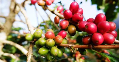 Nguồn cung dồi dào gây sức ép lên thị trường cà-phê