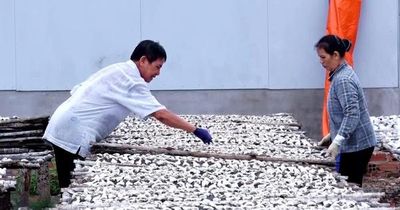 Giữ vị biển trong từng mẻ cá khô Long Hải
