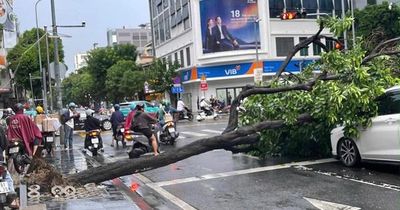 TPHCM: Cây xanh bật gốc giữa cơn mưa lớn, đè trúng 2 ô tô