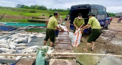 Cá chết trắng bè, người dân 'trắng tay'
