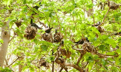 Loài cây nguy hiểm có khả năng 'đoạt mạng' hàng trăm nghìn chim biển