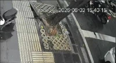 Mưa giông cực lớn, cây xanh bật gốc đè 2 ôtô