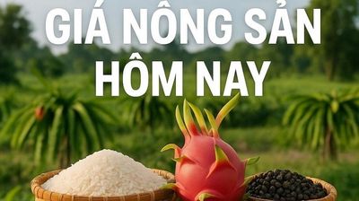 Giá nông sản hôm nay 2/6/2026: Giá cà phê khó giảm sâu khi 'thước đo sức khỏe nguồn cung' không tốt, Iran đình chỉ đàm phán, giá dầu thế giới lại tăng