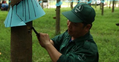 Từ 'Bàn tay vàng' đến Bằng khen của Thủ tướng
