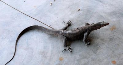 Kỳ đà vân nặng 5kg bất ngờ 'ghé thăm' vườn nhà dân Hà Tĩnh