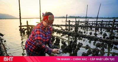 'Mục sở thị' mô hình nuôi hàu treo dây trên vùng bãi bồi Cửa Sót