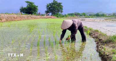 Phú Thọ thử nghiệm thành công giống lúa mới cho năng suất vượt trội