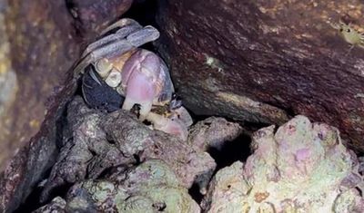 Ban ngày gần như 'biến mất', đặc sản lạ được săn lùng với giá 2 triệu đồng/kg