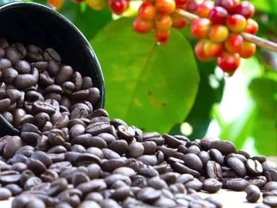 Giá nông sản ngày 2/6: Hồ tiêu neo cao, cà phê đi ngang, giao dịch lúa gạo chậm lại