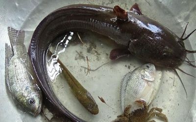 Loại cá ở Việt Nam có thể phát ra tiếng kêu như ếch, nhiều người lần đầu nghe không tin