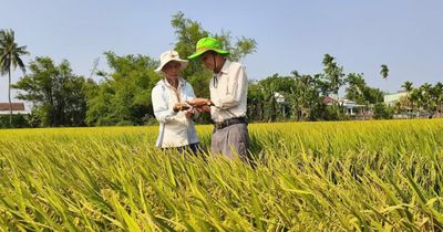 Mở hướng phát triển bền vững cho cây lúa