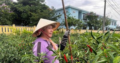 Nỗ lực tìm đầu ra cho cây ớt