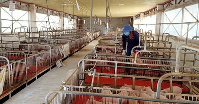 Gia Lai: Kiểm tra việc chấp hành pháp luật về bảo vệ môi trường tại cơ sở chăn nuôi