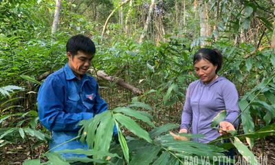 'Vàng' dưới tán rừng Kiên Mộc