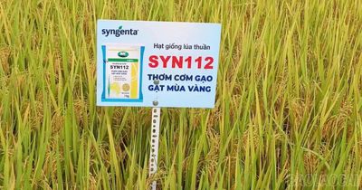 Đánh giá hiệu quả mô hình khảo nghiệm giống lúa thuần chất lượng cao Syn112
