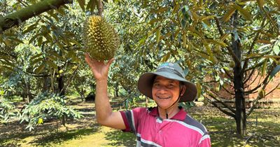 Người dân Cờ Griềng thoát nghèo nhờ trồng sầu riêng