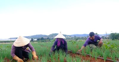 Đồng bào DTTS vươn lên làm giàu từ nông nghiệp