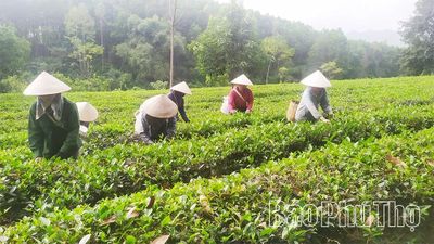 Chuẩn hóa vùng chè nguyên liệu