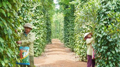 Giá tiêu hôm nay 2/6: Trong nước giảm sâu, mất mốc 140.000 đồng/kg