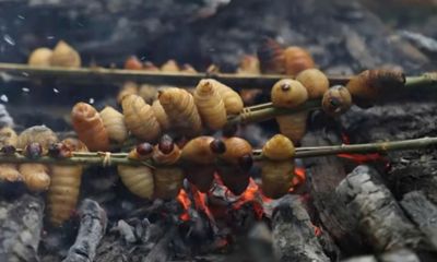 Nhộng móc - món ngon đậm hương vị núi rừng