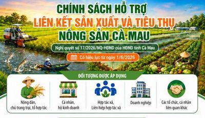 Chính sách hỗ trợ liên kết sản xuất và tiêu thụ nông sản Cà Mau