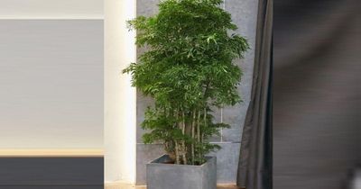 3 vị trí trồng cây đinh lăng giúp không gian sống thêm tươi mát, đón nhiều vượng khí