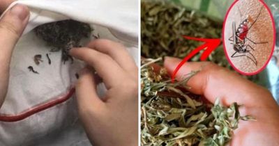 Không cần phun thuốc hay vợt muỗi, bỏ nắm lá này vào phòng: Muỗi nhiều đến mấy cũng bay sạch
