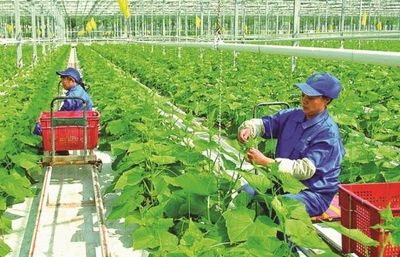 Phát triển nông nghiệp hữu cơ ở Việt Nam: Thực trạng và giải pháp