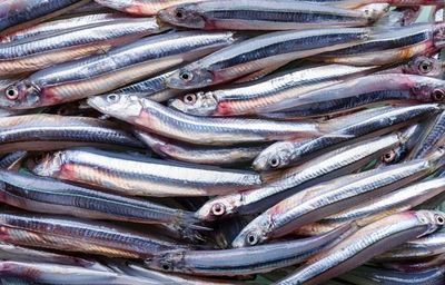 Peru tiếp tục tạm dừng khai thác cá cơm do nguy cơ từ El Ninõ