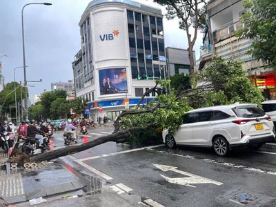 Cây xanh bật gốc đè trúng 2 ô tô ở giao lộ TP.HCM