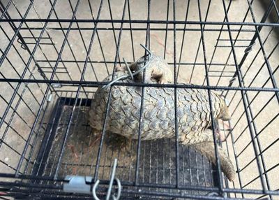 Khu rừng chữa lành vết thương, khơi dậy bản năng sinh tồn cho động vật quý hiếm