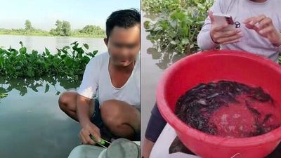 Phóng sinh qua livestream đang tiếp tay cho buôn bán động vật hoang dã