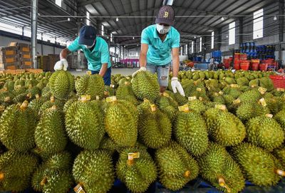 Xuất khẩu sầu riêng tăng vọt