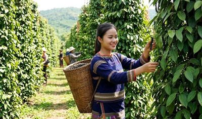 Giá hồ tiêu hôm nay 3.6: Giảm sâu so với cuối tháng trước